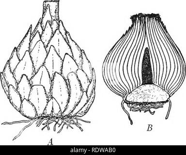 . Manuel de botanique. La botanique. Tiges ET BRANCHES ET LEURS USAGES 201. Fig. 122. -4, un lis l'ampoule. S, l'ampoule de la jacinthe d'une coupe par le milieu. Après un gris. (Fig. 121). Mais dans certaines installations, certaines parties de la tige ou des branches sont mis à part en tant que stockage d'organes, et plusieurs des structures tige spéciale que nous avons à considérer sont les organes de ce genre. D'autres sont des organes, et d'autres encore servent de moyen de multiplication. 220. Bulbes et tubercules. - Une lampe se compose d'une tige courte couverte par feuilles charnues ; les feuilles contiennent la majeure partie de l'usine d'aliments de réserve. Certains bul Banque D'Images