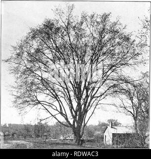 . Manuel de botanique. La botanique. Tiges ET BRANCHES ET LEURS UTILISATIONS gii plus courte que celle juste en dessous. Cette croissance régulière est caractéristique de la plupart des sapins et épinettes, et il confère à la cime de ces arbres une forme de cône. Le tronc d'un pin de même croît plus vite que ses branches ; mais les branches ne se développent pas au même rythme, surtout sur une. Fig. 117. - L'orme (Ulmits americana). Photographie par G. Kemmerer. plus arbre, tout comme ceux des sapins et épinettes. En conséquence, la couronne d'un pin, bien que les jeunes, conique, est susceptible de devenir une forme irrégulière qu'elle g Banque D'Images