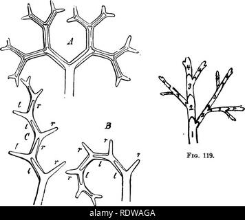 . La botanique pour les lycées et collèges. La botanique. 138 BOTANIQUE. Dans certains cas, fourni avec sucker-comme organes, par lesquels ils entrent en relation dans un cadre plus intime pour leurs hôtes. 176.-Belatious Phyllom de particulier.e pour Caulome. Sachs* a formulé le phyllome caulome de relations pour en substance comme suit : (1.) Toujours Phyllomes proviennent de la tem- Meris primaire de l'punctum vegetationis entièrement ; tissus différenciés sont incapables de les produire. (2.) Ils sont toujours formations exogènes ; c'est, ils. Fig. 119. La FiQ. 118. Fig. 118-niagrams dicbotomoas. d brancbing. Une, ni Banque D'Images