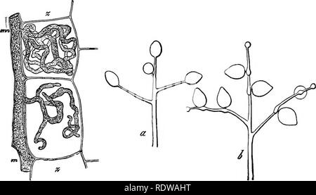 . La botanique pour les lycées et collèges. La botanique. BOTANT 358 ing. l'année 1878, et pour un an ou deux à cette date, un grand nombre de saumons et d'autres espèces de poissons ont été détruits par l'une des espèces communes, Sapvolegnia â ferax. âOrder Peronosporese*.342. Les plantes de cette commande live parasitically dans l'intérieur de plantes supérieures. Ils sont â¢composé de longues se ramifiant, dont le cayities sont dans l'ensemble continu. Ils se développent entre les cellules de leur iiosts, et se nourrir de ceux-ci au moyen d'- pecu. Fio. 174. Fio. 175. Fig. 174.âA hyphe végétative, m, m, d'Peronomora cal Banque D'Images