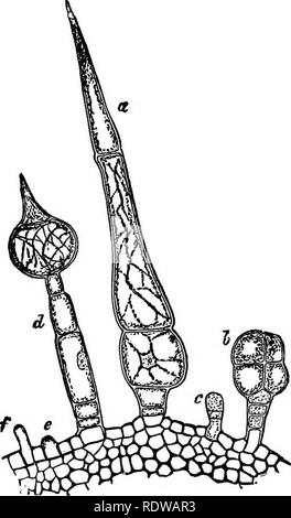 . La botanique pour les lycées et collèges. La botanique. Le système de l'épiderme. 95128-Tricliomes. Sous ce terme sont compris les excroissances qui découlent de l'épiderme ; ils peuvent avoir la forme d'écailles, poils, glandes, soies, piquants, etc., et peuvent être composés de cellules individuelles, ou des masses de cellules. Ils proviennent principalement de la croissance des cellules épidermiques,* et sur leur première apparition se composent d'un peu en-. Fio. 81. Fio. 80. Cochon. 80.-La section transversale de l'épiderme et le tissu sous-jacent de l'ovaire de Cu- ewmta. o, les cheveux d'une rangée de cellules ; j et &Lt ;*, des poils glanduleux de différen Banque D'Images