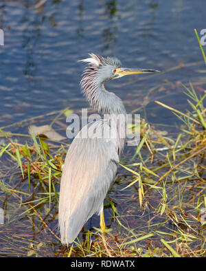 Aigrette tricolore dans les Everglades en Floride Banque D'Images