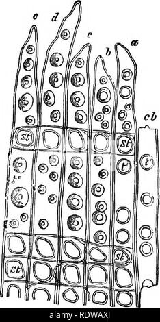 . La botanique pour les lycées et collèges. La botanique. Des épaississements de la paroi. 25 gated fissures, comme dans Fig. 14, ou de toute forme intermédiaire entre ces. Stands avec fissures allongées peuvent être tordus, leur donnant, lorsqu'on la voit en vue de face, l'apparition de deux fissures traversant l'un de l'autre (Fig. ^ 14, B). 30.âIn l'épaississement des cellules du bois de l'Ooniferee aréolées arc formé (Fig. 15). Ici les grosses mur restent minces, et l'épaississement des arches de masse sur eux de tous les côtés de manière à former des dômes bas (Fig. IQ, F) ; dans la partie supérieure de chaque dôme une petite ouverture ronde est Banque D'Images