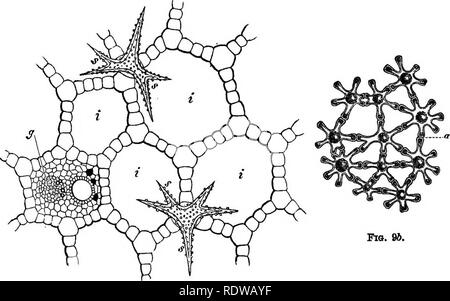 . La botanique pour les lycées et collèges. La botanique. La FIA. "T. Fio. 9. Fig. 9.--une crosB-coupe dans le pétiole des Nitphar advena ; s, fi, cellules en forme d'étoile se projetant dans l'intercelmlar Li espaces ff, un flbro réduit-vasculaire banale. Agrandie.-Après Sachs. Fig. 96.- cellules stellaires à partir de la moelle de Junaus effusus, magnifiée. Après-du- ant de la chartre. activités physiologiques de ses cellules individuelles. La cellule est donc aussi l'unité physiologique de l'usine.. Veuillez noter que ces images sont extraites de la page numérisée des images qui peuvent avoir été retouchées numériquement pour plus de lisibilité - couleur Banque D'Images