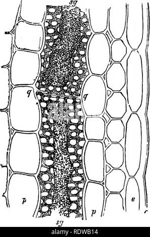 . La botanique pour les lycées et collèges. La botanique. 76 botanique. spécimens peuvent être transférés à une lame de verre et disséqués par frappant légèrement sur le centre du couvercle-verre. 103.-LaticiferoTis les tissus. Dans de nombreux ordres de Phanero- gams tissus sont trouvés dont les éléments qui contiennent un liquide de couleur laiteuse ou l-latex. Pour ces derniers, bien que varient grandement en- structure et position, le nom général d'Laticiferous les tissus a été donné. Par souci de simplification- city deux formes générales peuvent être distingués : (1) que de simple ou composé- direction générale des éléments (Fig. 64), qui sont dispersés à travers Banque D'Images