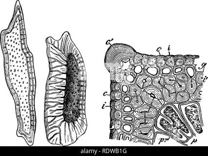 . La botanique pour les lycées et collèges. La botanique. Ti BOTANIQUE. mesure considérable. Les cellules sont habituellement de courte durée, mais dans certains cas ils sont très allongés ; ils sont parfois réguliers dans les grandes lignes, mais le plus souvent ils sont très irrégulières. Ils ne contiennent pas de chlorophylle, mais dans certains cas au moins {p. ex., dans les cellules du sclérenchyme dans la moelle des rameaux par Apple) qu'ils contiennent de l'amidon. En cas de sclérenchyme Bryophytes, Ptéridophytes, phanérogames marines et. (A) Oood de sclérenchyme spécimens peuvent être obtenues pour l'étude en faisant des coupes longitudinales de rhizome de Pteris aquilina, in. Fio. 5fiA. Fig. Banque D'Images