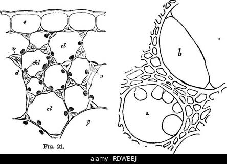 . La botanique pour les lycées et collèges. La botanique. 30 botanique. Ijeruioid zling saillie d'être rencontré dans certaines plantes. Lorsque les cellules sont très actifs, il arrive parfois que la fine membrane qui ferme le haut d'une fosse se développe et est poussé par en. La FiQ. 21, le navire, au moins t fig- ure dans la (Fig. Sla), où e représente l'épaissir- ed du mur, et  %ca la partie mince clos- ment les fosses. Oc- casionally protrusioas ces nombreux inscrire le navire, comme dans une figure dans la partie supérieure ; si ces devenir grand" qu'ils peuvent tout à fait remplir la cavité du navire, comme un Banque D'Images