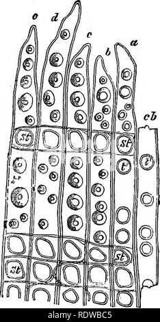 . La botanique pour les lycées et collèges. La botanique. Des épaississements de la paroi. 23 gated fissures, comme dans Fig. 14, ou de toute forme intermédiaire entre ces. Stands avec fissures allongées peuvent être tordus, leur donnant, lorsqu'on la voit en vue de face, l'apparition de deux fissures traversant l'un de l'autre (Fig. ^ 14, B). 80.-Dans l'épaississement des cellules du bois des Conifères aréolées sont formés (Fig. 15). Ici les grosses mur restent minces, et l'épaississement des arches de masse sur eux de tous les côtés de manière à former des dômes bas (Fig. IQ, F). ; dans la partie supérieure de chaque dôme une petite ouverture ronde est Banque D'Images