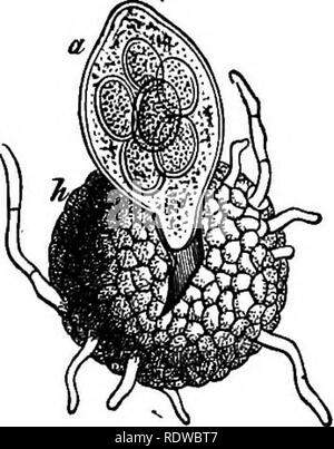 . L'essentiel de la botanique. La botanique. 158 BOTANIQUE, 329. L'intérieur carpogone du péricarpe donne lieu, par ramification, à une ou plusieurs grandes cellules à fiUed avec premier protoplasme granuleux, qui forme bientôt deux à huit spores (Fig. 82). Sur sa surface externe la spore-fruit se développe de longs filaments (connu comme appendices), probablement pour des crampons. Dans certains genres de diffuser ces ter- dans les crochets (Fig. 81) ; d'autres sont de manière dichotomique ramifiées ; d'autres encore sont en forme d'aiguille ; tandis que beaucoup de fin de manière irrégulière. La spore-fruits restent pendant l'hiver sur l'armée déchue F.O. 82.-La rupture d'^^^^ les feuilles en décomposition, et finall Banque D'Images