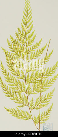 . Une histoire naturelle de nouveau et rare : fougères contenant des espèces et variétés, dont aucun n'est inclus dans aucun des huit volumes de "Fougères, British et exotiques", parmi lesquels le nouveau Hymenophyllums Trichomanes et. Avec col. ill. et bois de coupe. Fougères. . Veuillez noter que ces images sont extraites de la page numérisée des images qui peuvent avoir été retouchées numériquement pour plus de lisibilité - coloration et l'aspect de ces illustrations ne peut pas parfaitement ressembler à l'œuvre originale.. Lowe, E. J. (Edward Joseph), 1825-1900 ; Lowe, E. J. (Edward Joseph), 1825-1900. Nouveau et rare de fougères. Londres Banque D'Images