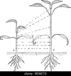 . La botanique, avec les applications agricoles. La botanique. Caractère ET TAUX DE CROISSANCE DE 215 tiges moins il est tellement lent, sauf dans quelques cas, qu'il est imperceptible à l'oeil nu ; et, par conséquent, à l'observer directement, l'organe doit être observé au microscope. Cependant, dans la mesure de la croissance dans les grands organes, tels que les tiges, feuilles et racines, d'autres méthodes que.sont plus pratiques sont habituellement employées. En marquant ainsi une tige en segments, comme illustré. Fig. 196..- La tige d'un marquage indiquant la plantule de la plupart des régions d'élongation. Une tige, juste après le marquage. B, de la tige après quelques heures gr Banque D'Images