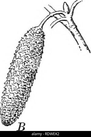 . Essentials de botanique. La botanique, la botanique. Fig. 11. {Betula populifolia bouleau gris) A, chatons, taille : S, naturel ; p staminées, pistil. B, grappe de fruits mûrs ; C Iruits bractée, avec trois fleurs staminées ; bractées. IJ avec trois pistil- fin fleurs ; E, fruits. {B, C, D, E, quelque peu amplifiés) la base, pas fortement conique fait sauf dans le cut-leaved formulaire. Communément cultivées à partir de l'Europe. Ressemble à XO. 4, il n'a plus blanc et de l'écorce (la forme pleureur) beaucoup plus svelte des branches. Yar. papyrifera. Caxoe Bouleau, bouleau à papier. Un grand arbre, souvent 60 à 70 m de hauteur, avec des sols argilo-écorce papyracée blanc, peeling oi Banque D'Images