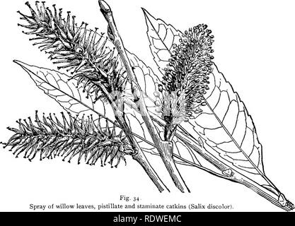 . Botanique élémentaire. La botanique. Chapitre XXXIX. Les dicotylédones. Thème IV : dicotylédones avec des pétales, des fleurs en chatons, ou aments ; souvent dégénérés. 509. Leçon IV. La famille du saule (salicaceee).-l'wil- bas représentent un groupe très intéressant de plantes dont l'. fig- 34 jets de feuilles de saule, pistil et chatons staminés (Salix discolor). Les fleurs sont considérablement réduits. Les fleurs sont rassemblées sur un plus ou moins allongées formant l'axe d'un chaton, ou anient. L'ament est caractéristique de plusieurs autres familles également. Les saules sont dioïques, les chatons mâles et femelles étant supportés 26 Banque D'Images