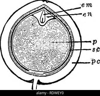 . Botanique élémentaire. La botanique. Fig. 309. Fig. 310. L'article d'un bout de l'ovule de trillium, montrant embryon e n - jeune embryon dans l'endosperme. larged. n'est pas tous consommés par l'époque la graine est mûre. Des exemples de ce type sont trouvés dans la famille, la violette, muguet, palm, fig. 311- Semence de violette, la vue externe, et de l'article. La section affiche l'embryon se trouvant dans l'albumen.. Fig. 312- La Section de fruits de poivre (Piper nigrum), montrant l'embryon petit couché dans une petite quantité de sperme blanchâtre endo- à une extrémité, le périsperme oc- cupying la partie la plus grande de l'intérieur, entouré de peric Banque D'Images