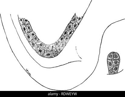 . Botanique élémentaire. La botanique. Gamétophyte ET SPOROPHYTE. Ing 235 de l'endosperme dans l'embryon est stocké dans le cotyle- dons pour utilisation au cours de la germination. Dans d'autres plantes l'endosperme. Fig. 309. Fig. 310. L'article d'un bout de l'ovule de trillium, montrant embryon e n - jeune embryon dans l'endosperme. larged. n'est pas tous consommés par l'époque la graine est mûre. Des exemples de ce type sont trouvés dans la famille, la violette, muguet, palm, fig. 311- Semence de violette, la vue externe, et de l'article. La section affiche l'embryon se trouvant dans l'albumen.. Veuillez noter que ces images sont extraites de scan Banque D'Images