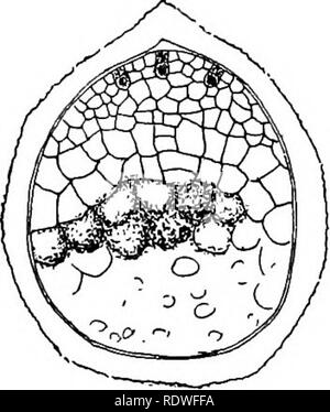. Botanique élémentaire. La botanique. Allumé TLB LYCOPODES. 195 partie supérieure. Ici le noyau se divise un grand nombre de fois, et finalement les parois cellulaires sont formées, de sorte qu'un tissu de beaucoup d'ex- tente est formée à l'intérieur de la paroi de la spore, qui est très différente de ce qui se passe dans les fougères nous avons étudié. Comme le prothalle mûrit la spore est fissuré au point où les trois angles rencontrez, comme montré dans Fig. 246. Les archégones sont développés dans cette surface exposée, et plusieurs peuvent être vues dans l'illustration. 396. Embyro.-Après la fécondation de l'œuf se divise de manière à ce qu'une cellule appelée Banque D'Images