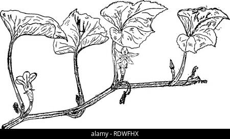 . La botanique, avec les applications agricoles. La botanique. Fig. 27. - Fleur terminale solitaire d'une tulipe.. l'age. 28. - Une partie d'une usine de Squash montrant l'arrangement de fleurs axillaires. Beaucoup réduit. De Lys qui l'Tulip est un exemple, ou latérale, comme l'illustrent les courges. {Fig.  %7 et 28.) La grappe de fleurs peut être considérée comme une modification de cet arrangement latéral, dans laquelle les fleurs sont dispersées sur un fond. Veuillez noter que ces images sont extraites de la page numérisée des images qui peuvent avoir été retouchées numériquement pour plus de lisibilité - coloration et l'aspect de ces illustrations ne peut Banque D'Images