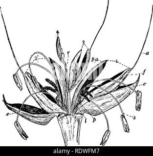 . La botanique, avec les applications agricoles. La botanique. 22 fleurs presque complètement joindre les fleurs de l'épillet. Dans thresh- ing la plupart des variétés d'Avoine, seulement les glumes sont enlevés, le noyau en restant fermé par le lemme et paléa, qui forment la couvrant connu sous le nom de la coque du grain. Un grain d'avoine, est donc constitué du noyau et sa coque ; et la qualité de l'avoine dépend beaucoup sur la proportion de Hull au noyau. Comme l'indique la Figure 18, la basse fleur pousse. Fig. 20. Â épillet de blé beaucoup plus large et illustré avec les bractées s'écartent, de sorte que certaines parties de la rose ... Banque D'Images