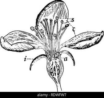 . La botanique, avec les applications agricoles. La botanique. Fig. L'article fleurs ayant les quatre ensembles d'organes, comme illustré à la figure 2, sont appelées fleurs complètes pour les distinguer des fleurs, c'est incomplet, des fleurs dans lequel certains des organes font défaut. Les organes sont généralement disposés de manière circulaire autour de l'enceinte, et sont caractérisés en tant qu'être en verticilles ou cycles. Dans quelques fleurs une partie ou la totalité de la tombe fait défaut. Dans le sarrasin, comme illustré à la figure 3, un seul verticille entourant les étamines et pistil, et il est évident que cette fleur n'a pas de calice une fois Banque D'Images