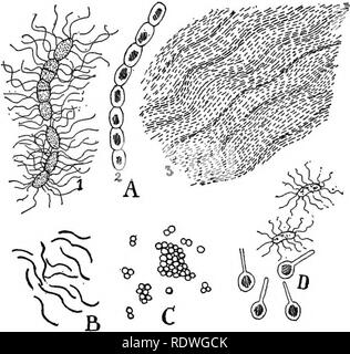 . La nature et le développement des plantes. La botanique. Le développement des plantes 155 de structure simple sont les bactéries que la véritable nature de l'organisme végétal est un peu un sujet de litige. Les plantes sont des organismes unicellulaires et entouré d'une paroi fine délicate qui en- Ferme un gaz incolore et légèrement protoplasme granuleux (Fig. 91, A, i). Il n'y a pas de noyau comparable à celle de la plus élevée. Fig. 91. Formes de bactéries : UN suhtilis, Bacillus, une forme commune dans des infusions de foin, i, 2 ; état motile, les cellules avec des spores ; 3 masse visqueuse, de bactéries, de l'état, que zooglea apparaît sur la surface d'infusions, cuites ve Banque D'Images