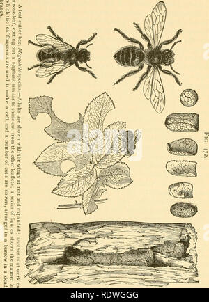 . Entomologie économique pour l'agriculteur et producteur de fruits. Les insectes utiles. Le MONDE DES INSECTES. 413 cas de petits copeaux de bois collés. Ils sont très- commun et parfois pénible où ils font leurs. des galeries dans le bois des places et les bâtiments de maisons de campagne. Ils n'auront rien à gagner en donnant une description détaillée de ces abeilles solitaires, puisque leurs habitudes générales sont pratiquement. Veuillez noter que ces images sont extraites de la page numérisée des images qui peuvent avoir été retouchées numériquement pour plus de lisibilité - coloration et l'aspect de ces illustrations ne peut pas parfaitement Banque D'Images