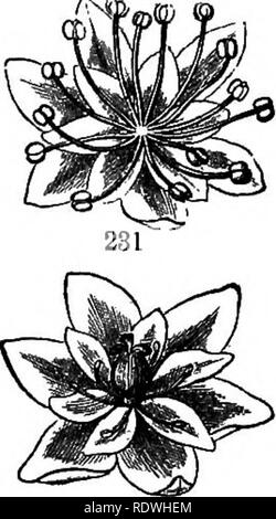 . Gray's school et livre de botanique de terrain. Constitué d'un "Leçons de botanique," et "Champ, forêt, et le jardin botanique," lié en un seul volume. La botanique, la botanique. 230 terme est trop ambiguë. Dans   ces quelques fleurs veulent que le ^^ étamines, tandis que d'autres veulent que les pistils. En tenant des fleurs hermaphrodites comme le modèle, il est naturel de dire que les organes sont supprimées. Cette expression est justifiée par les très nombreux cas dans lesquels les parties manquantes sont, c'est ratée, sont représentés par des rudiments ou vestiges, qui senre pour illustrer le plan, bien qu'inutile que d'office. L'Uni Banque D'Images