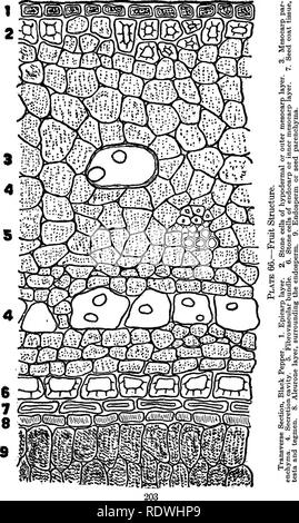 . Les éléments d'histologie végétale. Anatomie végétale. . Veuillez noter que ces images sont extraites de la page numérisée des images qui peuvent avoir été retouchées numériquement pour plus de lisibilité - coloration et l'aspect de ces illustrations ne peut pas parfaitement ressembler à l'œuvre originale.. Ballard, Charles William, 1887-. New York, John Wiley & Sons, Inc. ; ; [etc. ,Etc. ] Banque D'Images