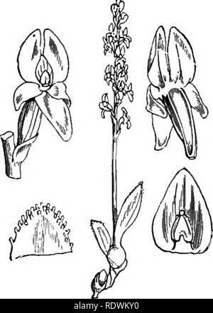 . Illustrations de la flore britannique : une série de gravures sur bois, avec des plantes, des dissections britannique. La botanique, la botanique. 982. Liparis loeselii, riche. Tivo-leaved L. ; C.. Si. Malaxis paludosa, Sw. Orchis des marais ; G.. Veuillez noter que ces images sont extraites de la page numérisée des images qui peuvent avoir été retouchées numériquement pour plus de lisibilité - coloration et l'aspect de ces illustrations ne peut pas parfaitement ressembler à l'œuvre originale.. Fitch, W. H. (Walter Hood), 1817-1892 ; Smith, George Worthington, 1835-1917 ; Bentham, George, 1800-1884. Manuel de la flore britannique. Londres, L. Reeve Banque D'Images
