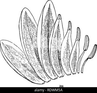 . Introduction à la botanique systématique et structurel, et la physiologie végétale. La botanique. Son THKORETICAL STKUCTUKE. 227 pieds maximal de feuilles ou bractées en sépales est extrêmement courante. La transition de sépales en pétales est illustré dans presque tous les cas où il y a plus de deux rangées d'enveloppes florales ; comme dans le Magnolia, et surtout dans le coin de blanc, différentes sortes de cactus, l'lUicium Star-Anise, ou des États du Sud, et le Liriodendron, ou piment de la Caroline, qui présente plusieurs séries d'enveloppes florales, tous près de la même manière dans la couleur, la texture et la forme ; mais comment Banque D'Images