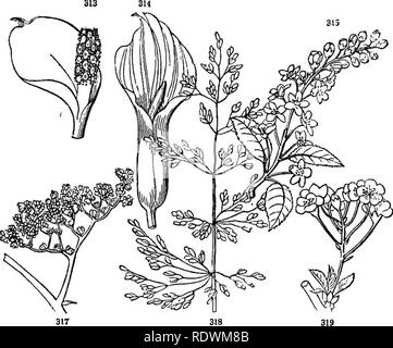 . Introduction à la botanique systématique et structurel, et la physiologie végétale. La botanique. INFLORESCENCE D'UNE DURÉE INDÉTERMINÉE. 213 Une infloresence, avec l'axe principal s'allongent, et les fleurs d'indigents ou pédicelles à de très courts. Deux variétés de l'épi ont reçu des noms indépendants, à savoir le spadice et l'Ament. 390. Un spadice est un épi charnu entouré par une grande bractée ou mod- feuille afin, appelée Spathe, comme dans Calla palustris (Fig. 313), le navet indien (fig. 314), et le choux (Fig. 1205).. 391. Ament, ou un chaton, n'est que ce genre de spike avec scaly b Banque D'Images