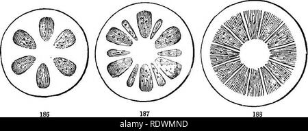 . Introduction à la botanique systématique et structurel, et la physiologie végétale. La botanique. STRUCTURE exogène. 117 bientôt apparaître, et forme les premiers tissus ligneux. Comme le nadiments intemode de la prochaine et ses feuilles apparaissent, deux ou quatre threads supplémentaires des tissus vasculaires apparaissent dans la tige ci-dessous, dans le paren chyma- entre les premiers, et sont également entourés de former des tissus ligneux. À un stade précoce, par conséquent, le développement de la tige est considéré d'être traversé par plusieurs paquets de tissus ligneux, avec certains navires intégrés ; et ces qui augmentent et l'agrandir, faire ensemble afin de m Banque D'Images
