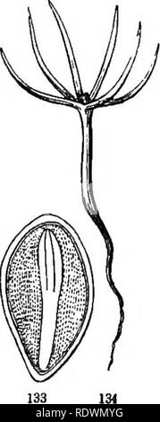 . Introduction à la botanique systématique et structurel, et la physiologie végétale. La botanique. Le coffre. 79 n'a qu'un cotylédon ou les semences véritables feuilles (Fig. 128, &amp;c.) ; l'autre part, si certains sont appai-ent, sont entourés par le cotylédon et être- long pour la plumule ; et l'embryon d'un cotylédon est ac- cordingly Monocotylédones appelée. La différence en ce qui concerne tliis coïncide avec la suppression des différences dans la structure des tiges, feuilles et fleurs, et forment une base pour la division de la floraison ou Phasnogamous les plantes (114) en deux grandes classes. 129. Dans quelques plantes, telles que les pins, t Banque D'Images