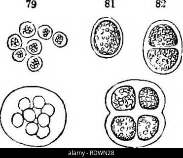 . Introduction à la botanique systématique et structurel, et la physiologie végétale. La botanique. 62 LE DÉVELOPPEMENT GÉNÉRAL DES PLANTES, l'admirable mémoires de Nageli et de Braun sur l'une plantes unicellulaires, et les œuvres d'Ealfs, Kutzing, Thwaites, &amp;c. sur le Desmidiacete Diatomacese, et illustrent une grande variété de formes. Le plus simple des cas, c'est que de 101. Les végétaux d'une seule cellule globulaires ; c'est, d'une cellule qui se développe de façon égale dans toutes les directions, et conserve donc la forme d'origine. Le microscopique plante connue comme donnant naissance au phénomène oired snow fournit une bonne illustration o Banque D'Images