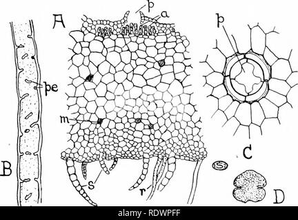 . Une introduction à la structure et à la reproduction des plantes. Anatomie végétale ; les plantes. Anatomie de l'hépatique 273 (Fig. 152, A). Une structure simple est affiché par la plupart des formes foliacés, les feuilles étant toujours qu'une seule cellule d'épaisseur, et généralement dépourvues d'une nervure centrale. Dans Marchantia et certains de ses alliés, cependant, la partie supérieure du thalle, qui est toujours la principale région d'assimilation, montre une complexité considérable (fig. 149, A). Il est divisé en un grand nombre de chambres polygonales peu profondes, dont chacun est plus couverte par un épiderme, et communique avec l'exterio Banque D'Images