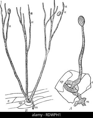 . Éléments de botanique. La botanique, la botanique. Éléments de botanique 234 OP. Le mycélium de ces est généralement dissimulé dans le fond de la terre, le bois en décomposition, ou autres matériaux sur lesquels le champignon se développe, et l'endroit bien partie de l'usine est celle à laquelle les spores sont supportés. Les lichens, les objets familiers incrustant des roches ou suspendu dans. Fig. 201. -Spore-Formation Pliytophthora la brûlure de la pomme de terre (infestans). une tige non ramifiée, à partir de la 7de mycélium ii dans l'intérieur de la pomme de terre^, des feuilles de l'épiderme e via le stomate, et portant une seule spore-ease ; B, un ancien gro Banque D'Images