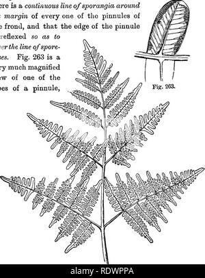 . Les plantes sauvages les plus courantes du Canada. Une flore à l'usage des débutants. La botanique. Fougères. S53 Les divisions secondaires (ou des premières divisions de l'pinnje) sont les pinnules. La tige, comme dans le le polypode, et en fait dans tous nos fougères qui ont une tige à tous, est un porte-greffe ou rhizome. Mais ici il nous manque le fruit-dots ou sori, donc visibles dans notre premier exemple. Dans ce cas, il sera constaté qu'il y a une ligne continue 0/les sporanges autour de la marge de chacune des frondes des pinnules et que le bord de la pinnule est réfléchi de manière à couvrir la ligne de spore- cas. Fig. 263 est Banque D'Images