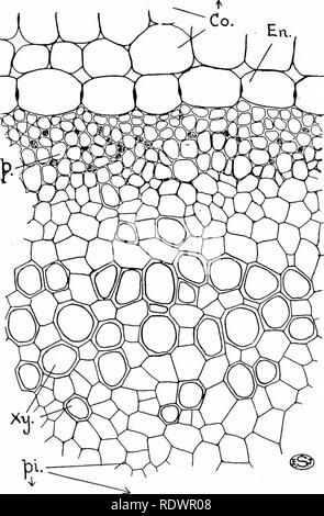 . Une introduction à la structure et à la reproduction des plantes. Anatomie végétale ; les plantes. Système vasculaire DE NATATION 173 phyllum. Il convient de noter que la feuille-traces montrent une réduction similaire, un paquet passant à chaque lame dans la dernière espèce, tandis que dans les deux anciens la trace se compose de trois. Fig. 90.-partie de la section transversale de la tige de la mare-tail (Hippuris). Co., cortex lacunaires ; Fr., l'endoderme ; p. phloème ; pi., la moelle, le xylème. XY ;.. Compte tenu de la réduction de l'eau qui les plantes présentent en ce qui concerne les tissus vasculaires, il n'est guère étonnant qu'ils ont rarement Banque D'Images