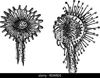 . Éléments de botanique. La botanique, la botanique. Les feuilles DES FORMES PARTICULIÈRES ET D'UTILISATIONS. 105 Combien l'américain commun de la sarracénie dépendent pour se nourrir sur les insectes noyés dans les pichets n'est pas vraiment connue, mais il est certain que certaines des espèces tropicales nécessitent de tels aliments.^ dans d'autres plutôt commun plantes, le rossolis, les insectes sont capturés par une sécrétion collante qui procède de poils sur les feuilles. Dans l'un des plus commun rossolis les feuilles se composent d'une lame arrondie, portées sur un pétiole modérément longue. Sur la surface interne et la marge de la lame (Fig. 93) sont à la charge d'un examen Banque D'Images