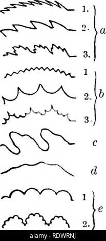 . Éléments de botanique. La botanique, la botanique. Les feuilles. 87 Remarquez que la feuille est parcouru longitudinalement par une forte nervure médiane et que de nombreux soi-disant exécuté depuis cette nervures à la marge. Ces veines sont parallèle ? Maintenez la feuille vers la lumière et voir comment les nervures principales sont reliées par des veinules de plus petite taille. Examiner avec votre verre la feuille comme détenus à la lumière et faire un croquis de certaines parties d'une ou deux veines et veinules de l'intersection. Comment est le cours des veines est indiqué sur le dessus de la feuille ?. Fig. 66. - S b e s iUJ des marges des feuilles. a (1), finement dentées en scie ; (2'), grossièrement serra Banque D'Images