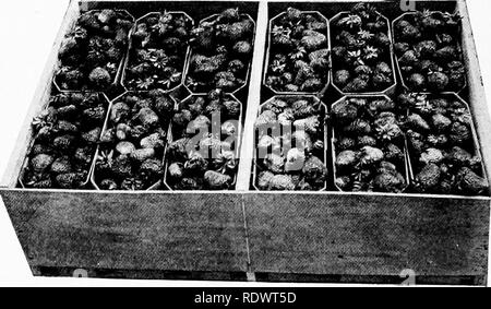 . Horticulture ferme, préparé spécialement pour ceux qui s'intéressent à l'accueil ou de l'horticulture commerciale. Des légumes, des fruits-culture. 176 LA FRAISE ne doit pas être pris jusqu'à ce qu'ils soient bien mûres, mais pas molles. S'ils sont cultivés pour un marché lointain qu'ils devraient être. Fig. 86.-Crate de fraises dans les boîtes octogone pinte. (Après Thompson, ministère de l'Agriculture des États-Unis.). Veuillez noter que ces images sont extraites de la page numérisée des images qui peuvent avoir été retouchées numériquement pour plus de lisibilité - coloration et l'aspect de ces illustrations ne peut pas parfaitement ressembler à th Banque D'Images