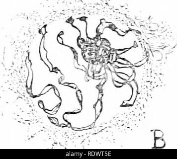 . Une introduction à la structure et à la reproduction des plantes. Anatomie végétale ; les plantes. . Veuillez noter que ces images sont extraites de la page numérisée des images qui peuvent avoir été retouchées numériquement pour plus de lisibilité - coloration et l'aspect de ces illustrations ne peut pas parfaitement ressembler à l'œuvre originale.. Fritsch, Felix Eugene, 1879- ; Salisbury, E. J. (Jacques), Monsieur, b. 1886. Londres, G. Bell and Sons Ltd. Banque D'Images