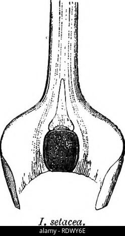 . Un système général de botanique, descriptive et analytique. En deux parties. Partie I. expose des organography, anatomie et physiologie. La partie II. Des descriptions et des illustrations de l'ordre. Par emm. Le Maout [et] J. Decaisne. Avec 5500 chiffres par L. et A. Riocreux Steinheil. Traduit de l'original par Mme Hooker. L'ordre organisé après la méthode suivie dans les universités et les écoles de Grande-Bretagne, dans ses colonies, l'Amérique, et de l'Inde, avec des ajouts, une annexe sur la méthode naturelle, et d'un synopsis de l'ordre, par J.D. Hooker. La botanique. /. Setacea. Section verticale d'un sporange, e Banque D'Images