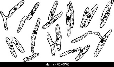 . Les Champignons, Ascomycètes, Ustilaginales, Urédinales. Champignons. igo HEMIBASIDIOMYCETES [CH.. Federley, en 1903, décrit les spécimens de ce champignon dont la conjugaison est suivie non seulement par la migration du noyau d'une des cellules concernées, mais aussi par la fusion nucléaire (fig. 15s). En vue de la fusion dans la spore jeunes enregistré par Dangeard et par Rawitscher les détails de développe- ment dans cette espèce de- mande la poursuite de l'enquête. L'Ustilago maydis, l'escarbille de Zea mays, con- siderable induit une hypertrophie. Les déformations contiennent une masse de mycélium gélatineux de quelle marque-spores sont pr Banque D'Images