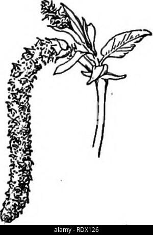 . Un printemps flore pour les écoles secondaires. La botanique. Corylus americana. Noisette. C. americana, noisette. lucre ouvrir ci-dessus. Fourrés. Laisse-arrondies en forme de coeur. Invo-. OSTRYA des arbres élancés avec bois très dur, brun- ish sillonnée écorce, et les feuilles ressemblent à celles du bouleau. Les fleurs apparaissent avec les feuilles. Le fruit est enfermé dans un sac (bladdery l'involucre gonflé), ce qui est beaucoup plus grand que le petit écrou lisse à l'intérieur. .Cette ^ , ... """ Donne une apparence de l'involucre gonflés comme Ostrya, virgtniana ^ ^o Hop r charme. Pistil que du fruit de houblon. et cat staminées- kins. O. virginia Banque D'Images