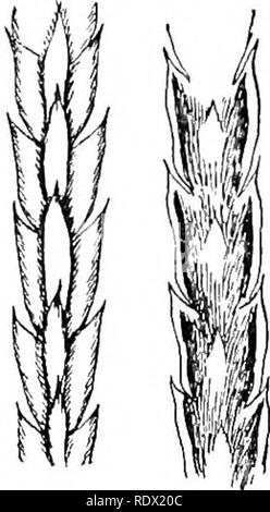 . La fougère alliés de l'Amérique du nord au nord du Mexique. Pteridophyta, la botanique. Le bord LYCOPODIUMS. S9 pouces de long et composé d'une courte branche principale termi- en provenance d'un bourgeon-lilvC point avec une paire d'en face en éventail de branches latérales juste en dessous. Ces branches latérales quatre ou cinq fois la fourche près de la base, ou, parfois, plus près les conseils, les branches terminales étant de un demi-pouce à 2 pouces de long et s'étalant de l'horizon- télévision demi-cercles. Il y a parfois une branche latérale unique près de la base de la tige principale. L'année suivante le bourgeon-comme porte le point Banque D'Images