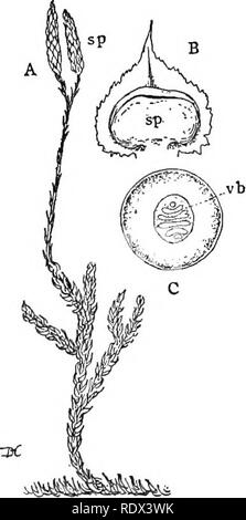 . Des conférences sur l'évolution des plantes. Botanique ; les plantes. PTERIDOPHYTA 143 particularité a été récemment détecté dans l'une des espèces vivantes d'Equisetuni. Associé à certaines des formes fossiles trouvés il y a des cônes, qui appartiennent de toute évidence avec eux, et ressemblent à ceux de l'Equisetum existants. Dans quelques cas, ils ont été préservés si parfaitement que la structure interne peut être accu- ment établie, et c'est evi- dent que les tissus et spo- rangia de ces plantes ressemblent étroitement à ceux de l'Equisetum, bien que la plupart d'entre eux présentent un degré de spécialisation ne se trouvent dans aucun de leurs Banque D'Images