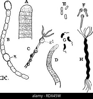 . Des conférences sur l'évolution des plantes. Botanique ; les plantes. Les FORMES LES PLUS SIMPLES DE LA VIE 35 La plupart des bactéries apparaissent, sous le microscope, comme ex- trêmement petits organes apparemment homogène, souvent de diverses formes - ronde, oblongue, forme de tige, etc. (Fig. 5). Ils présentent fréquemment des mouvements actifs qui sont dues à la présence de cils trop fine. Ils se multiplient avec une rapidité extraordinaire. :3C. Fig. (5 Schizophyta). - A, l'extrémité d'un filament d'Oscillaria, une des Algse Sohizophyceae Fission (). La cellule est remplie de proto- plasm granulaire, mais aucun noyau ou les plastes peut-il fait ou Banque D'Images