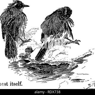 . Les oiseaux de France : une introduction à plus de trois cents oiseaux communs de l'Etat et les îles adjacentes, avec une liste supplémentaire des migrants rares, accidentelle visitants, et hypothétique sous-espèces . Les oiseaux. Bleu ou bleu métal 491 oiseaux bien-aimé de la chanson et de la beauté. Il a été bénéfique pour l'agriculteur ou le producteur de fruits, aucune parole de dispraise J'offre ; mais il n'a pas seulement les prive, mais détruit également chaque année des centaines de créatures à plumes qui, vivant sur les insectes nuisibles, serait d'une grande aide à préserver les cultures. Pas de hawk est de plus instructives pour les petits oiseaux de Banque D'Images