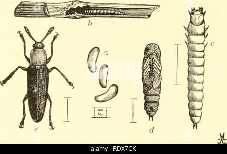 . Entomologie économique pour l'agriculteur et le producteur de fruits, et pour l'utiliser comme un texte-livre dans les écoles et les collèges agricoles ;. Les insectes ; les parasites. 176 Une entomologie économique. noir, tandis que l'tiiorax est généralement plus ou moins rouge ou jaune Notre cloxer-espèces d'alimentation est L. mozardi. Il est rare qu'une espèce devient assez abondantes pour faire sensible en- FiG. 151.. Fil'guria mozardi.-a, l'oeuf ; b, larve dans le trèfle ; souches c, larve, pupe ; d ; &Lt ; ?, adulte. jury ; mais dans le trèfle, si une zone infestée se produit, coupe étroite invite ou tournant sous le gazon sera plus efficace dans le chec Banque D'Images