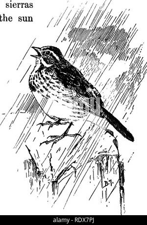 . Les oiseaux de France : une introduction à plus de trois cents oiseaux communs de l'Etat et les îles adjacentes, avec une liste supplémentaire des migrants rares, accidentelle visitants, et hypothétique sous-espèces . Les oiseaux. Avec BROWN PRÉDOMINENT 241 tions il porte brun foncé, tandis que sur les sables de l'extrême frontière, il^ sud est presque couleur de l'argile. Mais les habitudes et la chanson restent inchangés. Thoreau déclare le Massachusetts maidens l'entendre dire, " bonnes, bonnes, bonnes, accrocher sur votre plateau-bouilloire, thé-électrique, régler-régler," et c'est exactement l'avis qu'il donne aux campeurs dans les sierras lorsque Banque D'Images